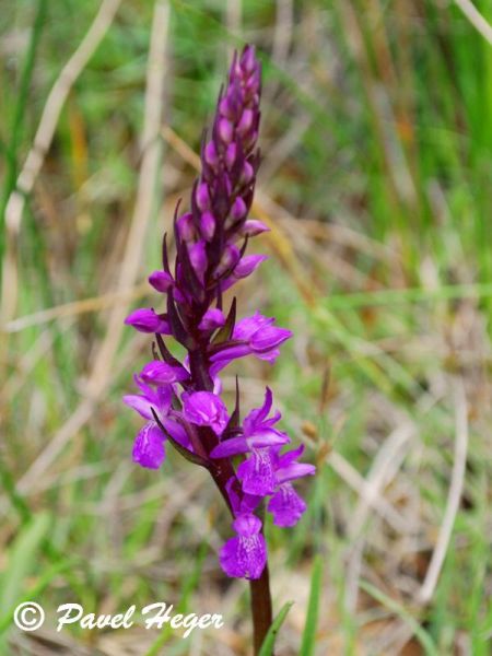 Dactylorhiza elata